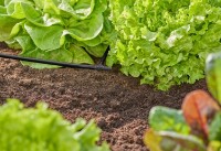 Коннектор садовый Gardena 4.6mm (13211-20) фото №7 — интернет-магазин Desire.md