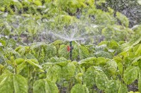 Duza micro Gardena Micro-Drip-System 360* 2.5m (13322-20) imaginea #7 — magazin online Desire.md