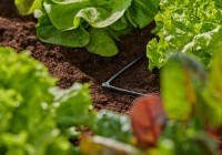 Коннектор садовый Gardena Micro-Drip-System 4.6mm (13212-20) фото №4 — интернет-магазин Desire.md