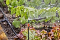 Duza micro Gardena Micro-Drip-System 90* 2.5m (13320-20) imaginea #3 — magazin online Desire.md