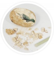 Детский набор для исcледований Buki BKD6O фото №2 — интернет-магазин Desire.md