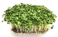 Semințe de ridichi Daikon Microgreenz 500gr