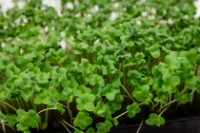 Семена капусты Брокколи Microgreenz 500gr фото №2 — интернет-магазин Desire.md