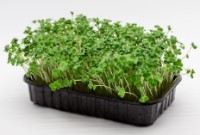 Семена капусты Брокколи Microgreenz 500gr фото №3 — интернет-магазин Desire.md