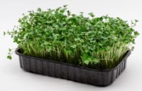 Семена капусты Кейл Microgreenz 500gr фото №2 — интернет-магазин Desire.md