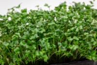 Семена капусты Кейл Microgreenz 500gr фото №3 — интернет-магазин Desire.md