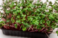 Семена редиса Китайская Роза Microgreenz 500gr фото №2 — интернет-магазин Desire.md