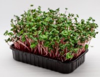 Семена редиса Китайская Роза Microgreenz 500gr фото №3 — интернет-магазин Desire.md