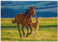 Пазл Dodo 1000 Raising a little horse (301176)