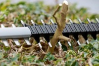 Кусторез аккумуляторный Bosch GHE 18V-60 (B06008C9000) фото №6 — интернет-магазин Desire.md