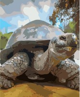 Картина по номерам Strateg Взрослая черепаха (GS582) фото №1 — интернет-магазин Desire.md