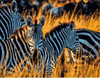 Картина по номерам Strateg Зебры (DY060)