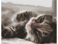 Tablou pe numere Strateg Котик в лучах (DY109)