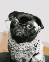 Tablou pe numere Strateg Мопсик в очках (DY107)