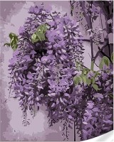 Tablou pe numere Strateg Нежная глициния (SS1082)