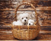 Tablou pe numere Strateg Песики в корзине (GS927)