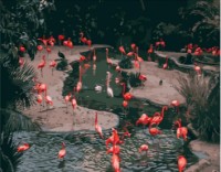 Картина по номерам Strateg Фламинго на водопое (GS230)