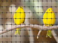 Plase Tenax Cintoflex D (1x100m) imaginea #3 — magazin online Desire.md