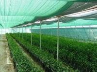 Plase AnlemaCom 60% 40gr H:4m/100 Green imaginea #2 — magazin online Desire.md