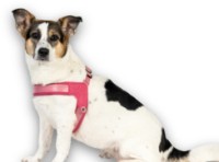 Шлейка Max & Molly Q-Fit Matrix 2.0 Rose 304033 M фото №2 — интернет-магазин Desire.md