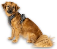 Шлейка Max & Molly Sport Matrix 2.0 Stone 302062 M фото №2 — интернет-магазин Desire.md