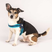 Ham Max & Molly Matrix Sky Blue 215034 L imaginea #2 — magazin online Desire.md