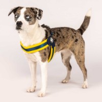 Шлейка Max & Molly Matrix Yellow 216032 S фото №2 — интернет-магазин Desire.md