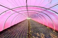 Тепличная плёнка Vatan UV+AB+LD+EVA 120mcr H-12m L-30m Pink фото №3 — интернет-магазин Desire.md