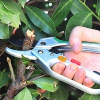 Ножницы садовые (секаторы) Gruntek 295200200 фото №3 — интернет-магазин Desire.md