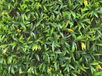 Искусственная изгородь Tenax Willow-Yellow фото №3 — интернет-магазин Desire.md