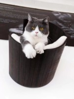Лежак для кошек Petrebels Cat Shelves Moon 40 Wenge (435266) фото №2 — интернет-магазин Desire.md