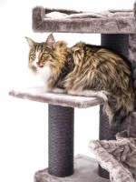 Когтеточка для кошек Petrebels Cat Tree Parklane 131 Cappuccino (431359) фото №4 — интернет-магазин Desire.md