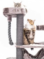 Когтеточка для кошек Petrebels Cat Tree Scenic View 175 Cappuccino (431149) фото №2 — интернет-магазин Desire.md