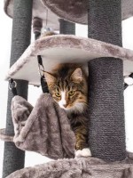 Когтеточка для кошек Petrebels Cat Tree Scenic View 175 Cappuccino (431149) фото №3 — интернет-магазин Desire.md