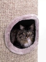 Когтеточка для кошек Petrebels Champions Only Dome 110 Cappuccino (431259) фото №2 — интернет-магазин Desire.md