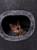 Ansamblu pentru pisici Petrebels Champions Only Dome 110 Pepper (431258) imaginea #2 — magazin online Desire.md