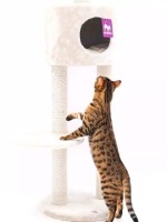 Ansamblu pentru pisici Petrebels Kings & Queens Anna 240 Cream (431343) imaginea #2 — magazin online Desire.md