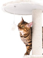 Ansamblu pentru pisici Petrebels Kings & Queens Anna 240 Cream (431343) imaginea #3 — magazin online Desire.md