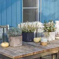 Ghiveci Lechuza Cube Color 14 Sand Brown imaginea #4 — magazin online Desire.md