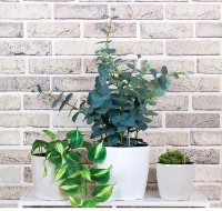 Цветочный горшок M Plastik Анфа М3234 фото №5 — интернет-магазин Desire.md