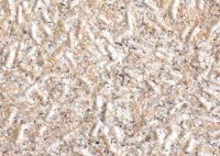 Tapeturi umede Excelent Wall Bianco 1