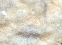 Tapeturi umede Excelent Wall Rich 10