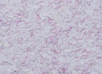 Tapeturi umede Excelent Wall Verona 4