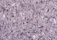 Tapeturi umede Excelent Wall Vesta 2