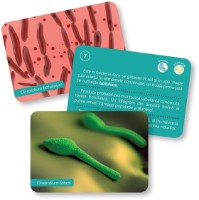 Настольная игра Gama Carti de joc Montessori. Bacterii si virusuri 6-12 ani (9786060561101) фото №2 — интернет-магазин Desire.md