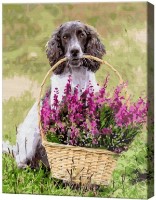 Картина по номерам Art Gallery Econom Пушистый джентльмен с корзиной цветов GX38466 фото №1 — интернет-магазин Desire.md