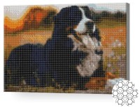 Алмазная картина по номерам Art Gallery Premium Бернский зенненхунд XQB76935 фото №1 — интернет-магазин Desire.md