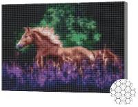Алмазная картина по номерам Art Gallery Premium Конь в лаванде XQB75898 фото №1 — интернет-магазин Desire.md