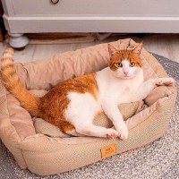 Pat pentru câini și pisici Ferplast Chester 50 (83770513) imaginea #3 — magazin online Desire.md