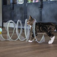 Jucărie pentru pisici Beeztees Spiral Gabi (430577) imaginea #2 — magazin online Desire.md